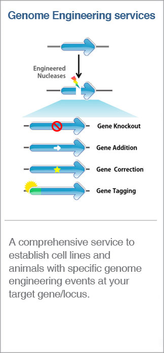 Cell line Engineering Service