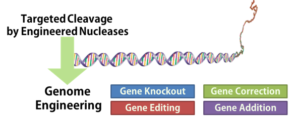 RGEN, TALEN & ZFN