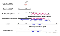miRNA RT-PCR mechanism 