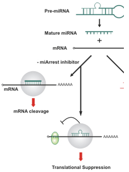 miRNA inhibitors