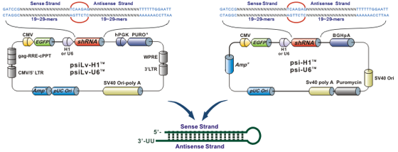 shRNA clones for gene silencing