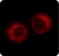 Mitochondrial Membrane Potential Mitochondrial Membrane Potential