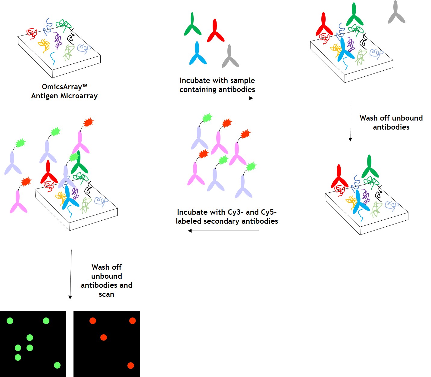 Antigen Microarray Products & Services