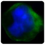 Annexin V Binding Assays