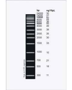 UltraRanger 1kb DNA Ladder