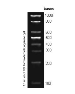 100bp RNA Ladder