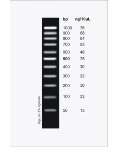 PCR Ranger 100bp DNA Ladder