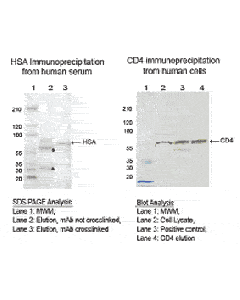 Bio-Adembeads Protein A (2 ml)