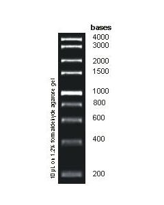 1kb RNA Ladder