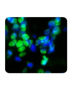 TUNEL Andy Fluor™ 488 Apoptosis Detection Kit