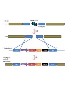 AAVS1 Safe Harbour Integration-TALEN tools and services