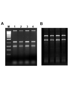 Water RNA/DNA Purification Kit - 0.22 µm