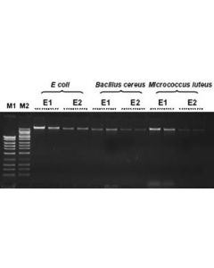 Bacterial Genomic DNA Isolation Kit