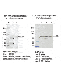 Bio-Adembeads Protein G (5 ml)