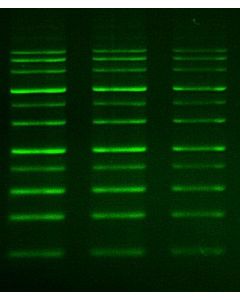 GreenView DNA Gel Stain