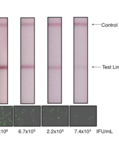 Lentivirus Titration XpressCard (50 tests)