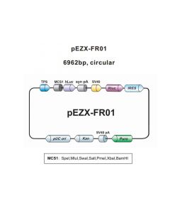 pEZX-FR01