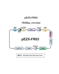 pEZX-FR03
