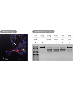 Cas9 (dead-double mutant D10A/840A) protein, active, with Fluorescent label (Cy3)