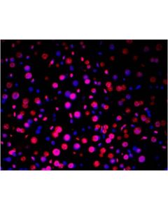 TUNEL Andy Fluor™ 647 Apoptosis Detection Kit