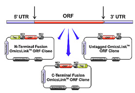 principle OmicLink