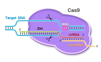 CRISPR